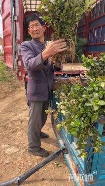 高度30厘米卫矛小苗