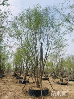 高度700厘米丛生丝棉木