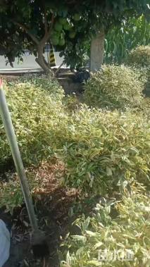 冠幅80厘米金边胡颓子球