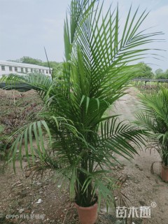 裸干高40厘米国王椰子