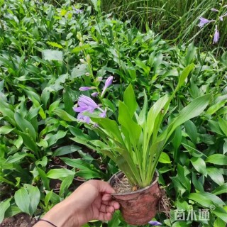 高度28厘米紫花玉簪