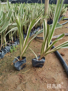 高度40厘米山管兰