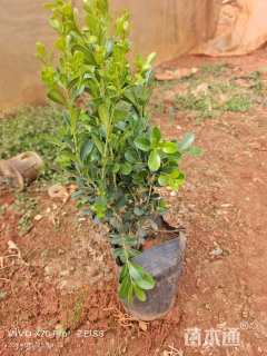 高度40厘米瓜子黄杨