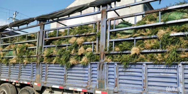 高度15厘米麦冬