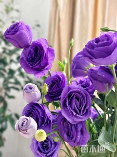 高度30厘米洋桔梗