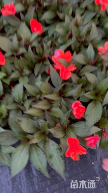 高度15厘米超级凤仙花