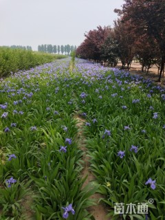 蓝花鸢尾