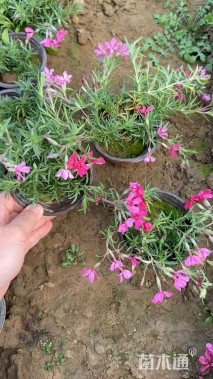 高度10厘米芝樱