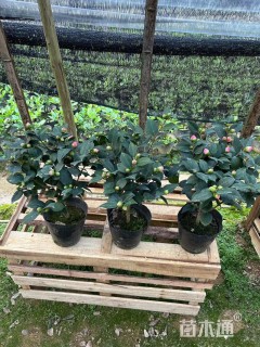 冠幅150厘米茶花球