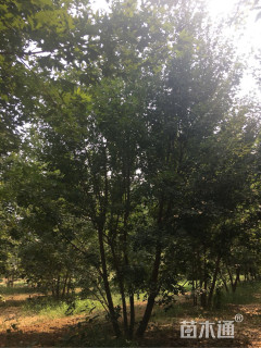 高度700厘米丛生元宝枫