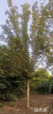 18公分复叶槭