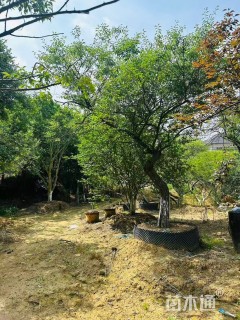 20公分造型红梅