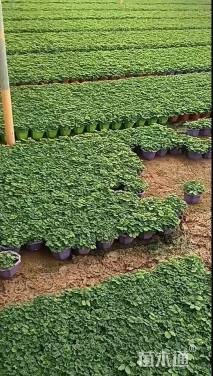 高度5厘米含羞草