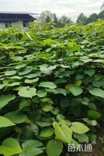 高度60厘米山桐子小苗