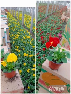 高度12厘米三色堇