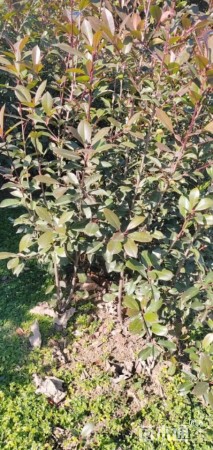 高度100厘米红叶石楠篱笆