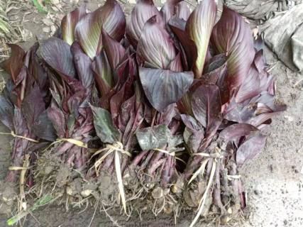 高度100厘米紫叶美人蕉
