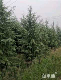 高度500厘米雪松