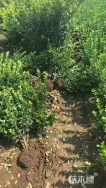 高度70厘米大叶黄杨