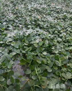 高度10厘米水鳖