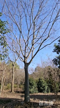 30公分朴树