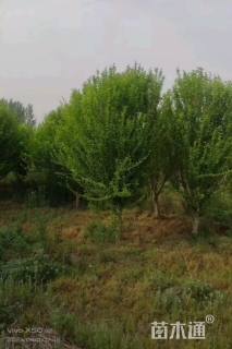 高度300厘米木槿