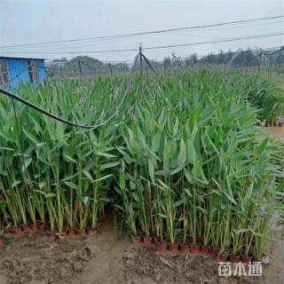 高度80厘米再力花