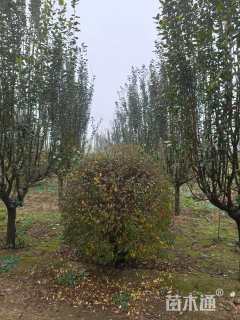 高度150厘米水腊球