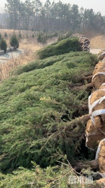 高度200厘米刺柏