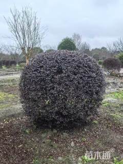 冠幅130厘米红继木球