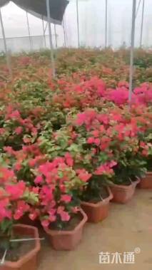 高度120厘米三角梅