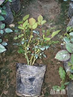 高度25厘米欧洲月季