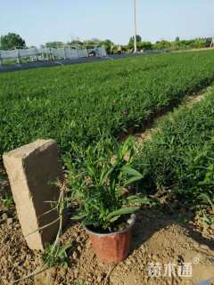 高度20厘米荷兰菊