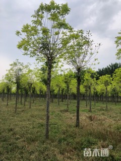 10公分金叶白蜡