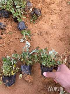 高度14厘米五叶委陵菜