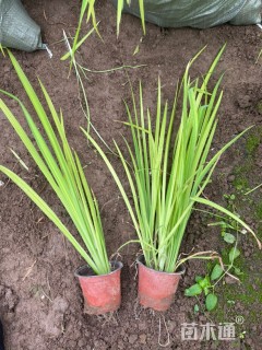 高度15厘米黄菖蒲