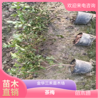 高度60厘米茶梅