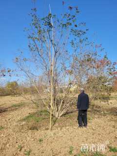 高度650厘米丛生五角枫
