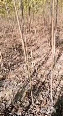 0.3公分红油香椿