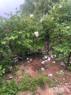 高度120厘米牡丹