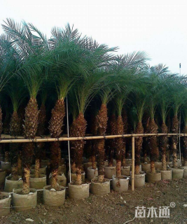 裸干高250厘米美丽针葵