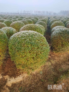 冠幅100厘米小叶女贞球