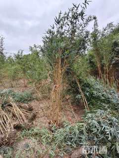 高度30厘米迷迭香