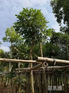 10公分海南红豆