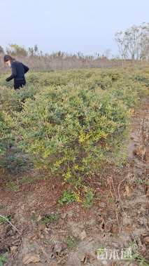 冠幅120厘米火棘球