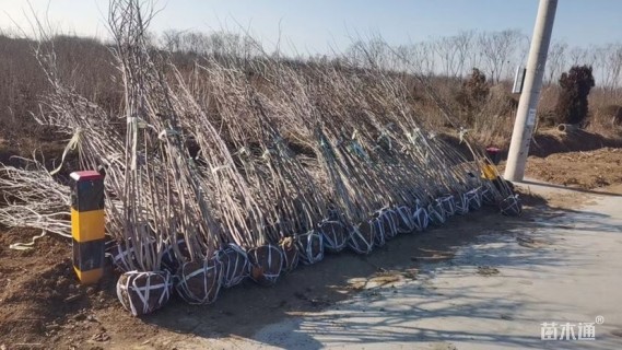 高度200厘米丛生紫荆