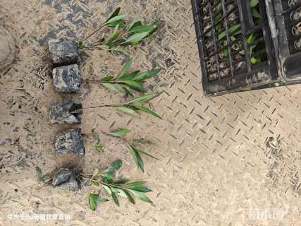 高度20厘米翠芦莉