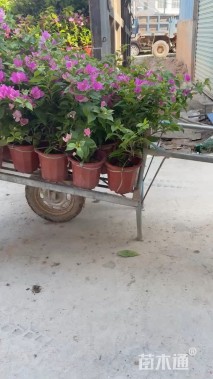 高度35厘米三角梅