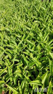 高度20厘米美人蕉