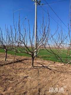 20公分梨树